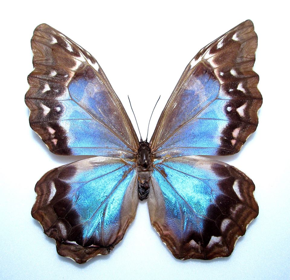 Morpho didius female (aberration - partial wing expansion) (Internet Image property of respective owner, non-commercial use only)